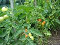 2013-0819-1400_Tomatoes_21,6C